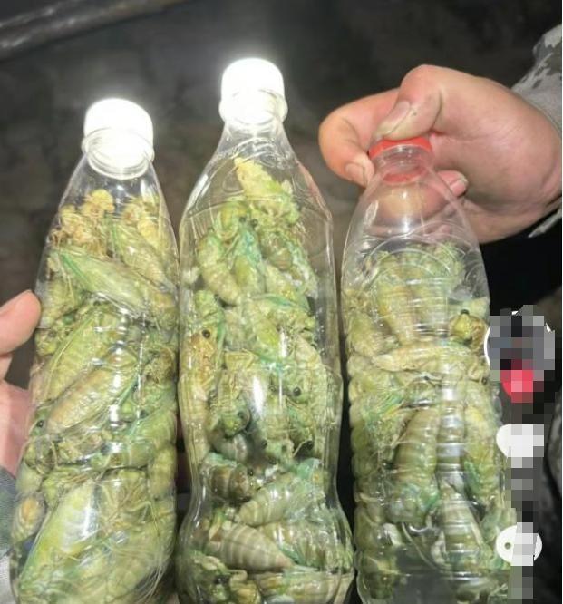 445元一斤！有人一晚抓700只在北方随处可见！一晚能赚上万(图2)