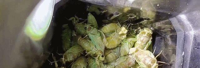 445元一斤！有人一晚抓700只在北方随处可见！一晚能赚上万(图9)