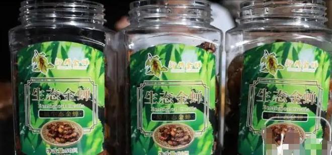 445元一斤！有人一晚抓700只在北方随处可见！一晚能赚上万(图15)