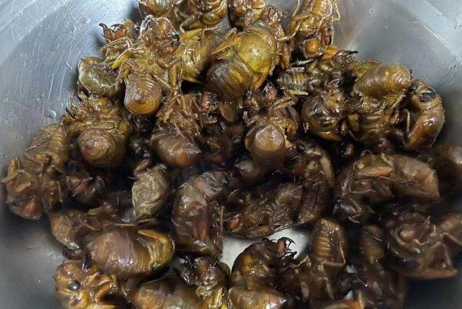 445元一斤！有人一晚抓700只在北方随处可见！一晚能赚上万(图12)