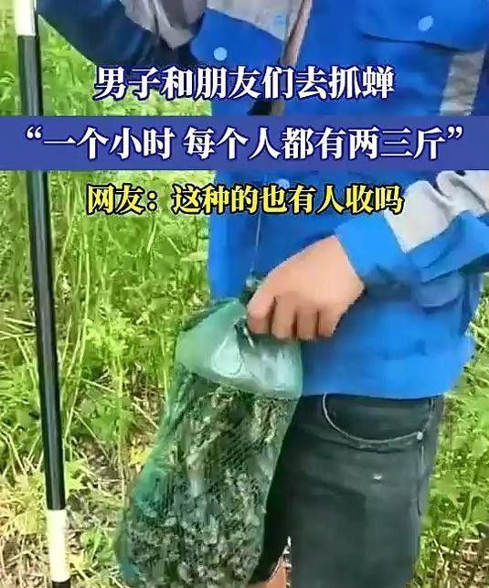 445元一斤！有人一晚抓700只在北方随处可见！一晚能赚上万(图18)