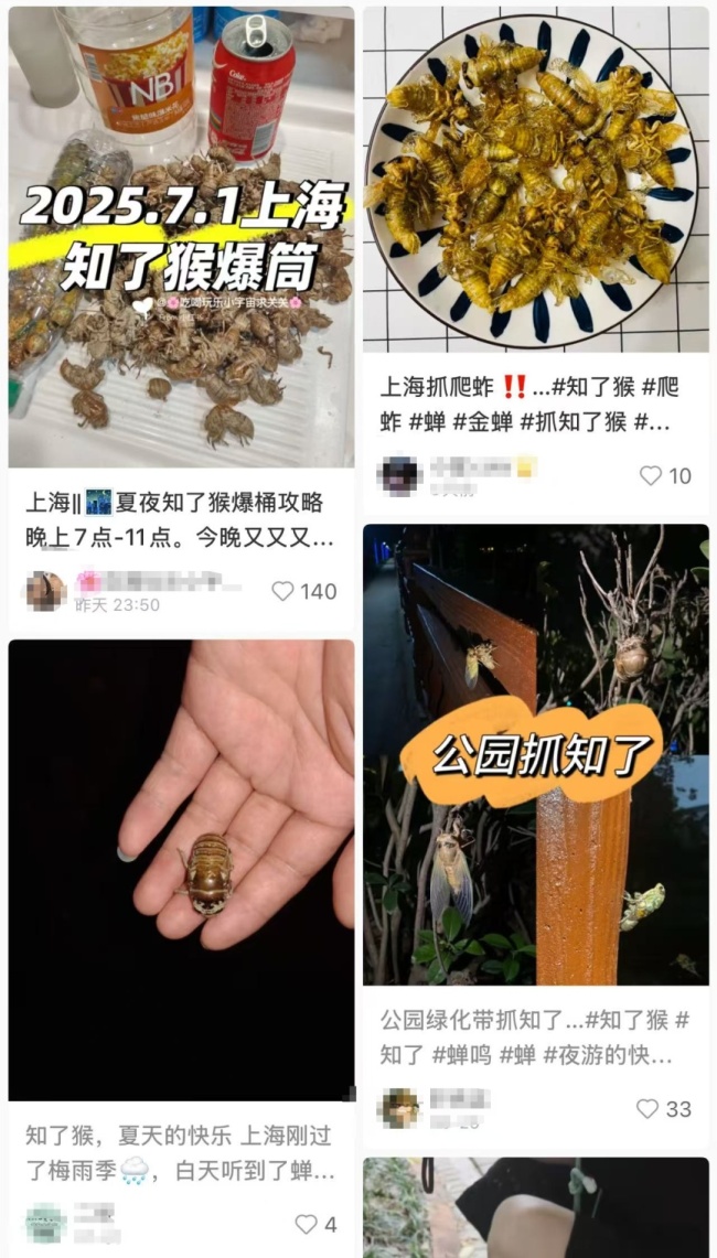上海人夜晚出动抓“知了猴”美味诱惑难挡(图1)