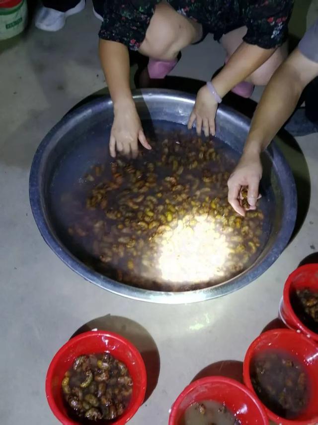 男子返乡养蝉带动900余户创业：一晚最多捉13万只1只1元有人捉十几天就回本(图3)