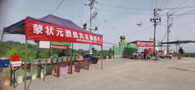 人气比往年少很多！南充嘉陵大通的新庙桑果遭遇“成长烦恼”…(图2)
