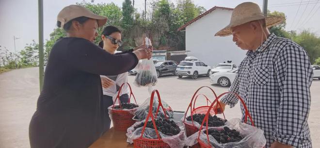 人气比往年少很多！南充嘉陵大通的新庙桑果遭遇“成长烦恼”…(图7)