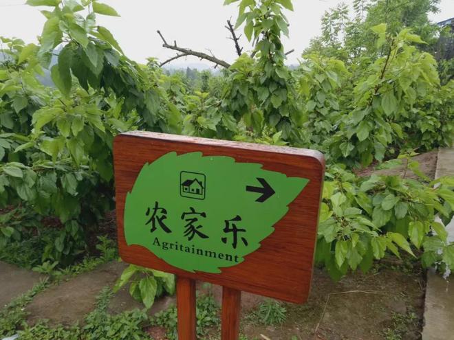 人气比往年少很多！南充嘉陵大通的新庙桑果遭遇“成长烦恼”…(图5)