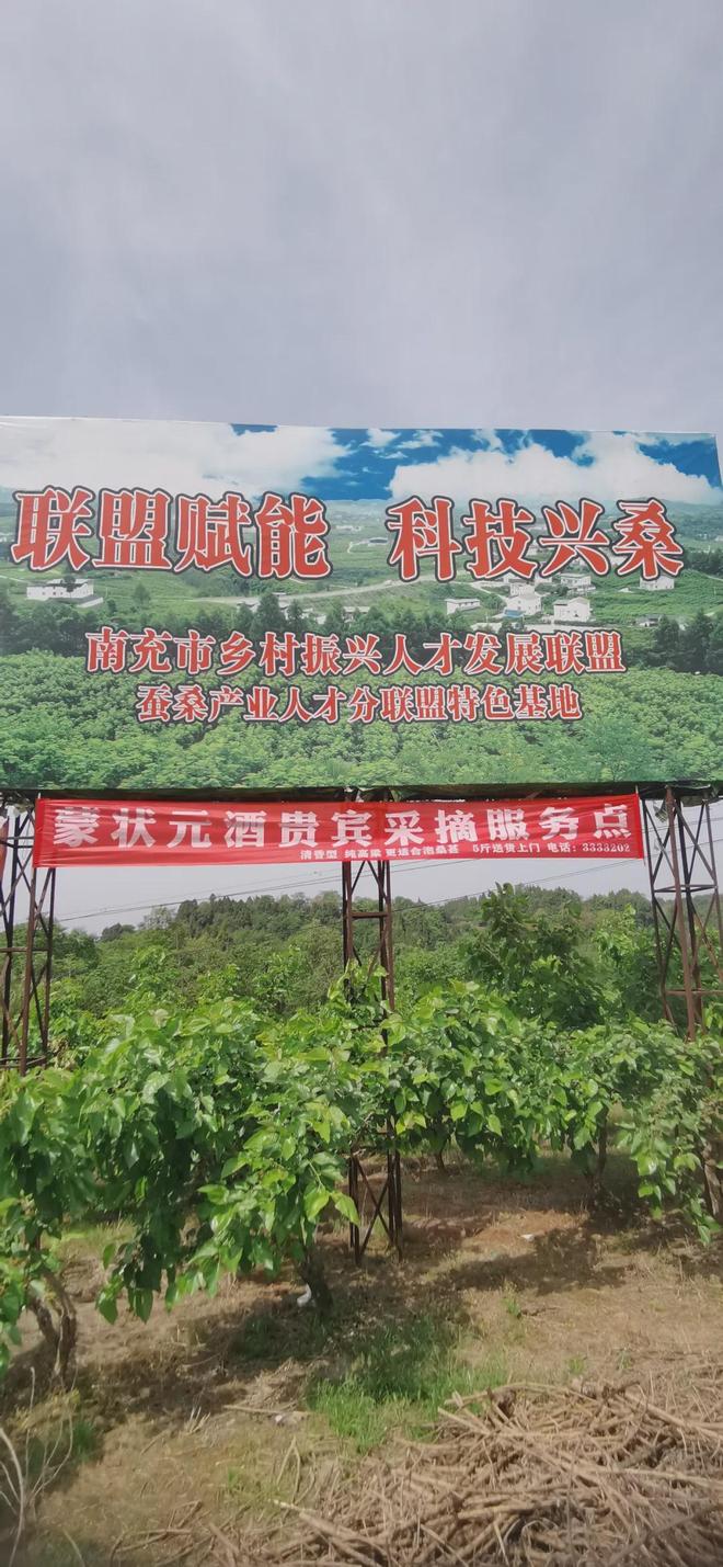 人气比往年少很多！南充嘉陵大通的新庙桑果遭遇“成长烦恼”…(图16)
