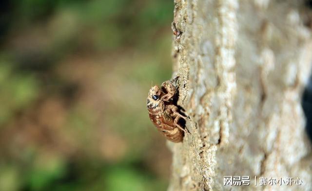 未来三天金蝉养殖户迎来丰收季每亩收益超玉米三倍(图1)