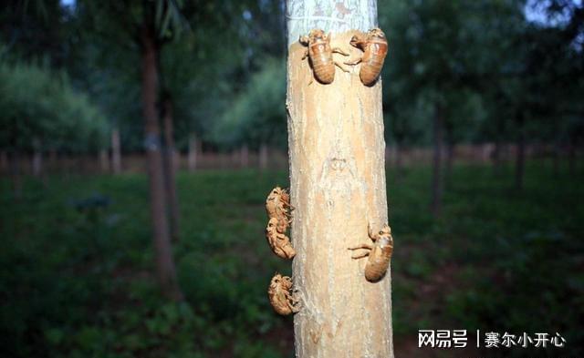 未来三天金蝉养殖户迎来丰收季每亩收益超玉米三倍(图5)