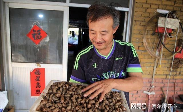 未来三天金蝉养殖户迎来丰收季每亩收益超玉米三倍(图4)