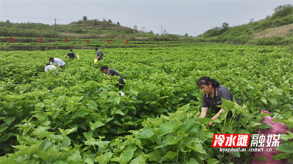 永州冷水滩：桑蚕产业赋能乡村振兴“银丝”铺就共同致富路(图2)