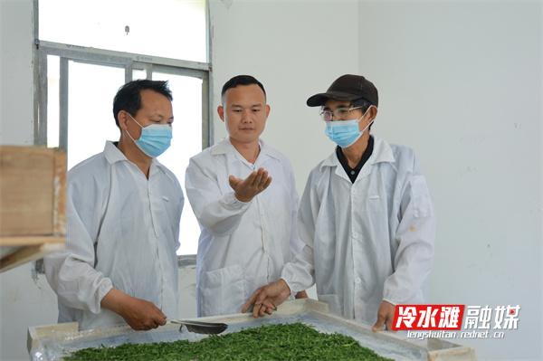 永州冷水滩：桑蚕产业赋能乡村振兴“银丝”铺就共同致富路(图3)