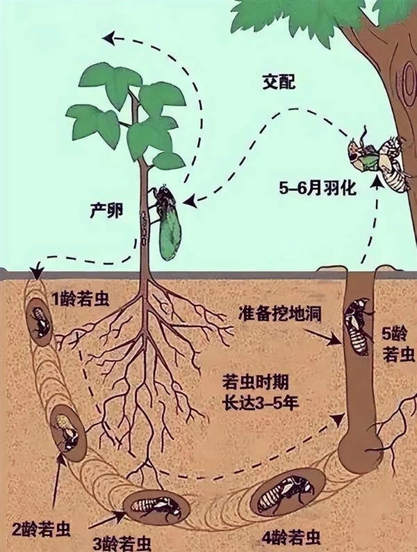 有人抓“知了猴”一晚能赚几百元！这么值钱为何鲜有人养殖(图9)