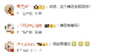 树下“蝉尿”如下雨“蝉尿”对人体有害吗？(图2)