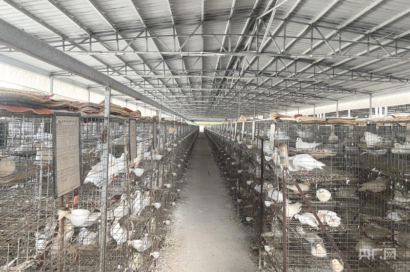 高质量发展看中国｜解码“兴宁鸽”④规模养殖筑基全链协同发力铸就产业“脊梁”(图1)