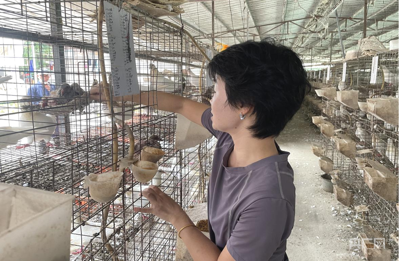 高质量发展看中国｜解码“兴宁鸽”④规模养殖筑基全链协同发力铸就产业“脊梁”(图2)