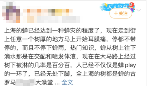 上海闹“蝉灾”！给山东人急得团团转(图1)