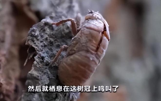 新物种!专家在福建虎伯寮发现成功“羽化”的并录到真实声音(图2)