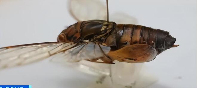 新物种!专家在福建虎伯寮发现成功“羽化”的并录到真实声音(图9)