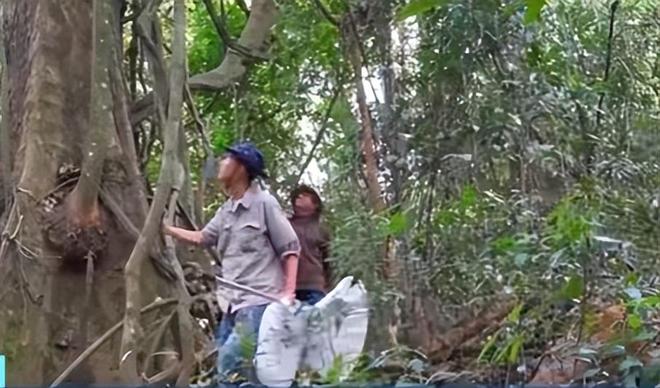 新物种!专家在福建虎伯寮发现成功“羽化”的并录到真实声音(图5)