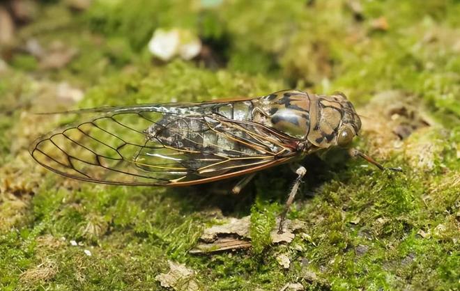 新物种!专家在福建虎伯寮发现成功“羽化”的并录到真实声音(图7)