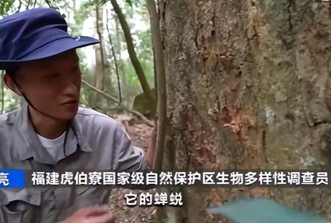 新物种!专家在福建虎伯寮发现成功“羽化”的并录到真实声音(图4)