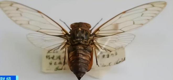 新物种!专家在福建虎伯寮发现成功“羽化”的并录到真实声音(图8)