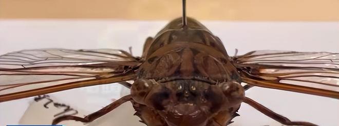 新物种!专家在福建虎伯寮发现成功“羽化”的并录到真实声音(图10)