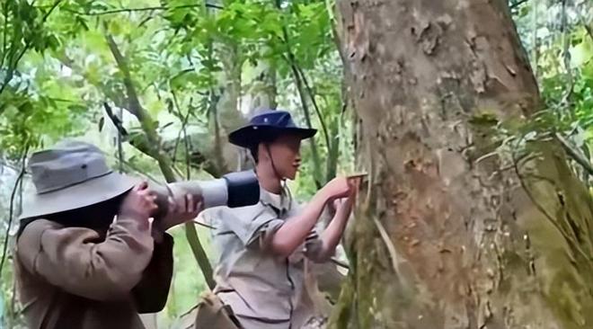 新物种!专家在福建虎伯寮发现成功“羽化”的并录到真实声音(图3)