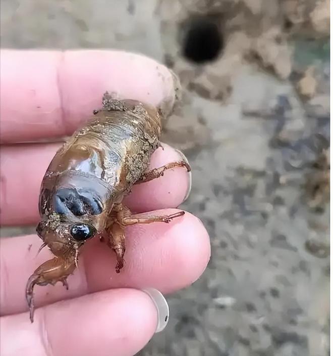 新物种!专家在福建虎伯寮发现成功“羽化”的并录到真实声音(图12)