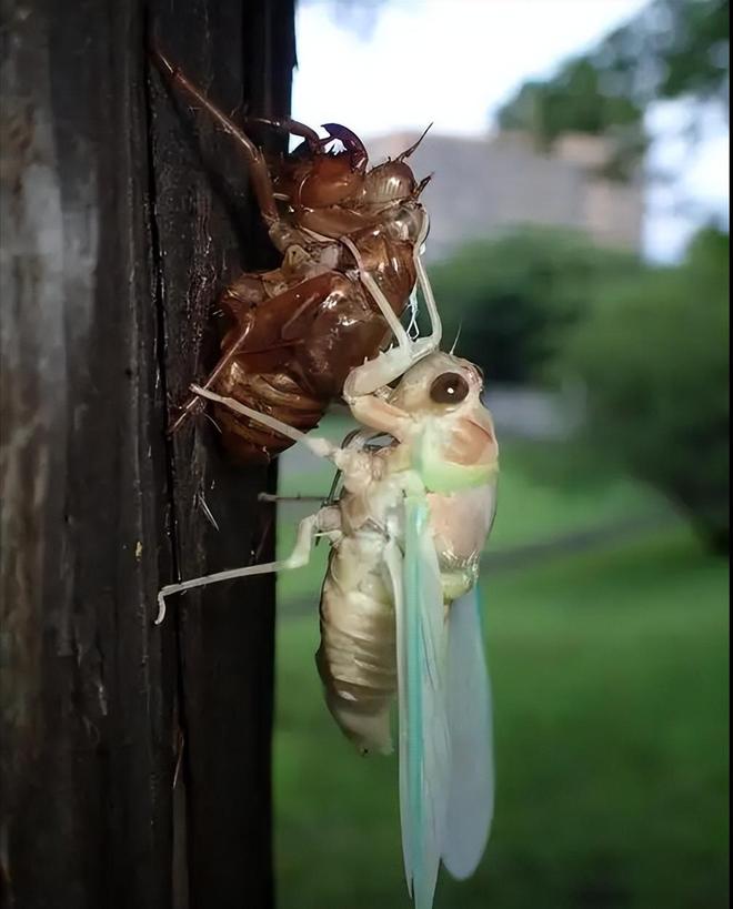新物种!专家在福建虎伯寮发现成功“羽化”的并录到真实声音(图11)