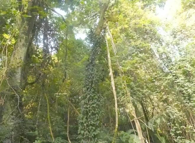 新物种!专家在福建虎伯寮发现成功“羽化”的并录到真实声音(图13)