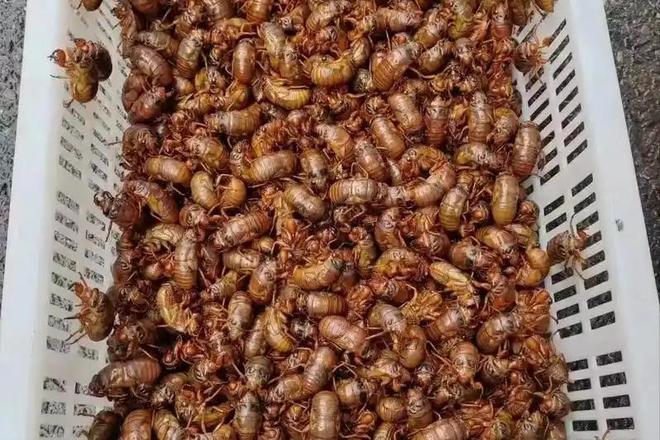 新物种!专家在福建虎伯寮发现成功“羽化”的并录到真实声音(图15)