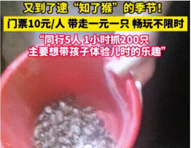速速支援！让上海人崩溃的“知了猴”馋疯了多少山东人(图6)