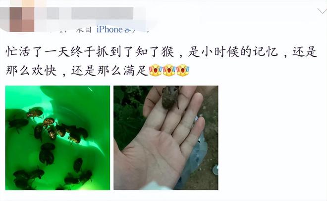 速速支援！让上海人崩溃的“知了猴”馋疯了多少山东人(图5)