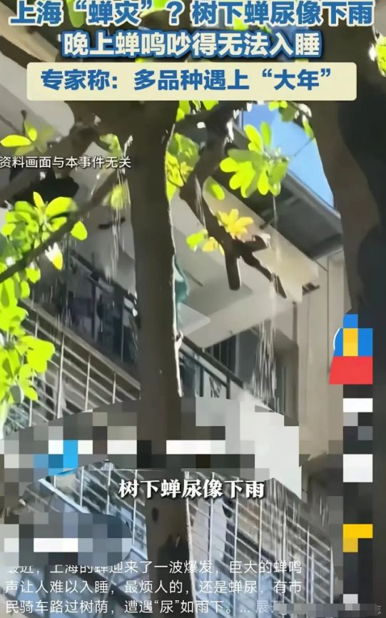 速速支援！让上海人崩溃的“知了猴”馋疯了多少山东人(图1)