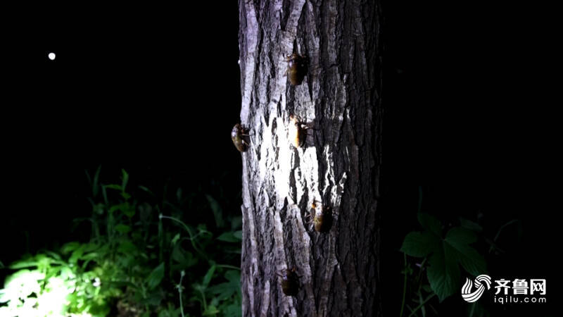 德州:林下金蝉养殖+暑期研学多元模式奏响“富民曲”(图1)