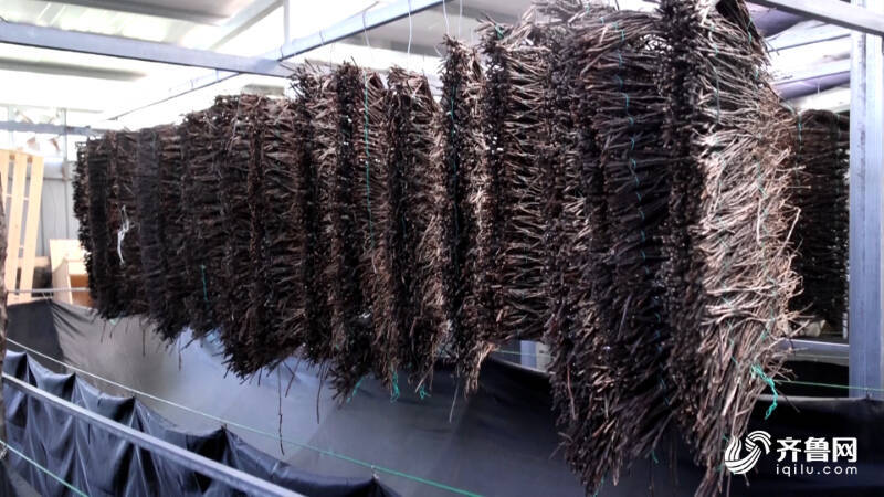 德州:林下金蝉养殖+暑期研学多元模式奏响“富民曲”(图3)