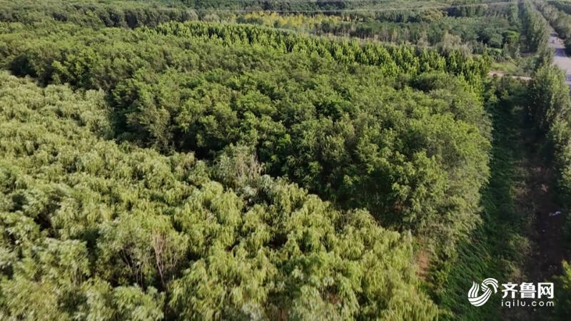 德州:林下金蝉养殖+暑期研学多元模式奏响“富民曲”(图4)