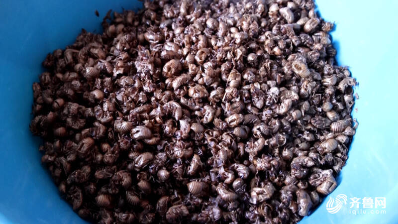 德州:林下金蝉养殖+暑期研学多元模式奏响“富民曲”(图7)