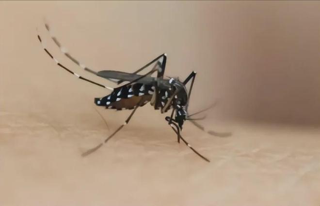 河南被归类为防控Ⅱ类地区佛山、广州的蚊子真的飞到河南了?(图7)