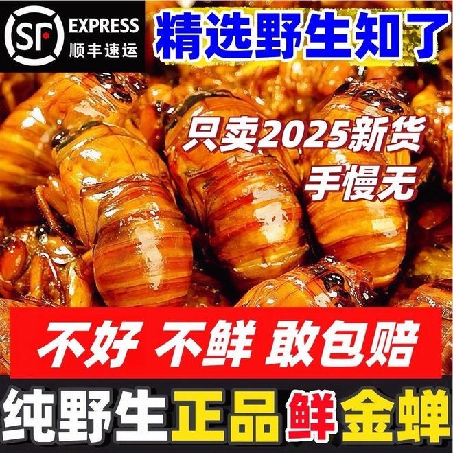 夏日限定美味：现捉金蝉的极致鲜味与独特吃法指南(图1)