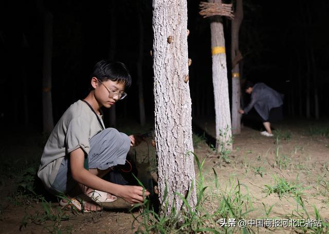 河北广宗：“北漂”返乡养金蝉树林里长出“黄金”(图1)