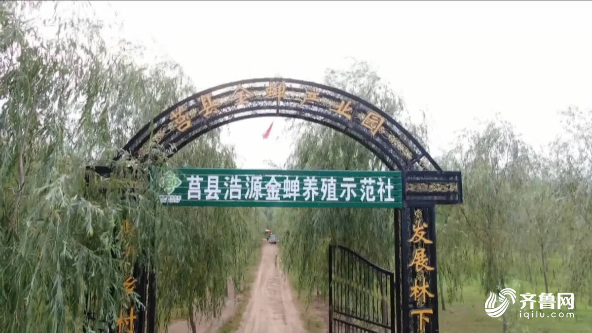 金蝉文化节点燃夏日激情特色产业助力乡村振兴(图1)