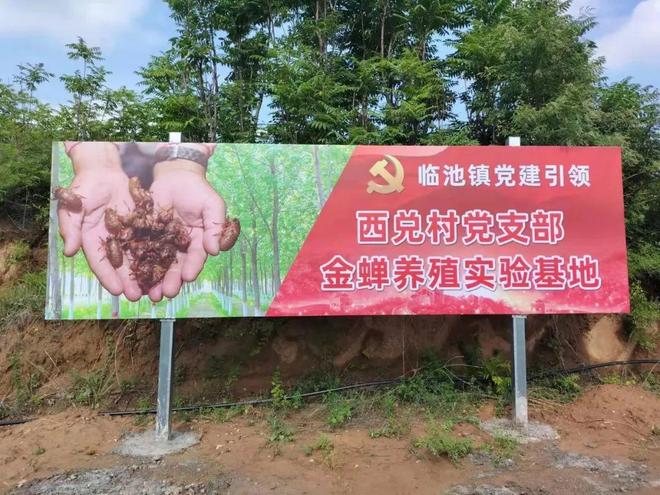 邹平市临池镇共富项目:西兑村金蝉养殖项目(图1)