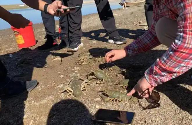 专家在新疆首次发现新品种鳌虾当地人却说20年前就有了!(图11)