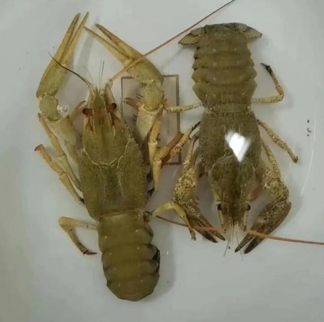 专家在新疆首次发现新品种鳌虾当地人却说20年前就有了!(图12)