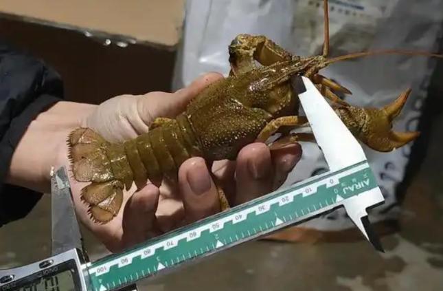专家在新疆首次发现新品种鳌虾当地人却说20年前就有了!(图4)