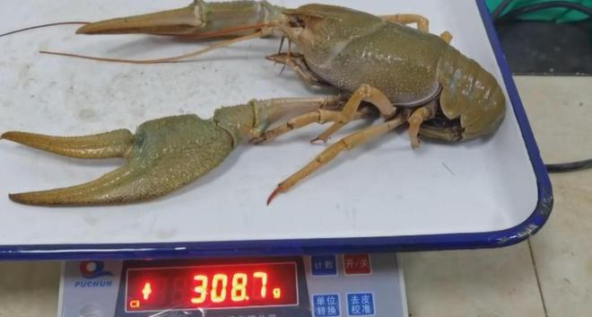 专家在新疆首次发现新品种鳌虾当地人却说20年前就有了!(图7)
