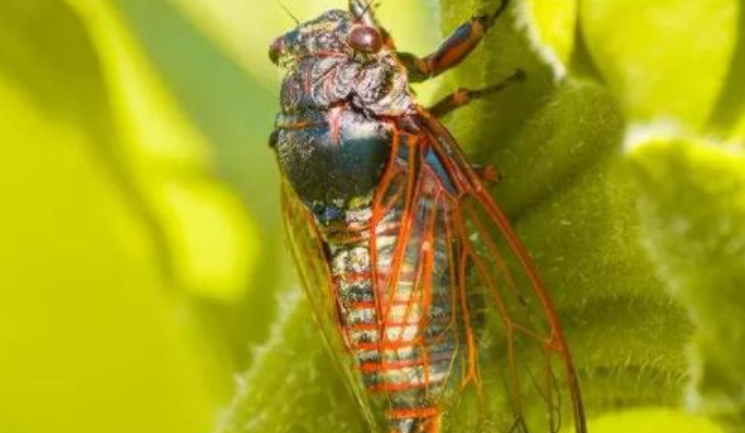 养金蝉的技术与方法有哪些(图1)